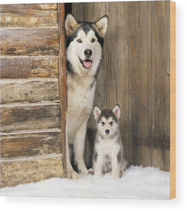 Alaskan Malamute Wood Print featuring the photograph Alaskan Malamute With Puppy by John Daniels