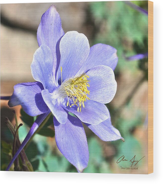 Columbine Wood Print featuring the photograph All Blue Columbine by Aaron Spong