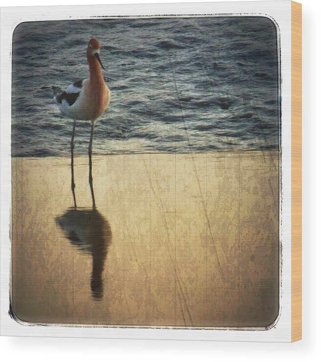 American Avocet Wood Print featuring the photograph American Avocet by Anne Thurston