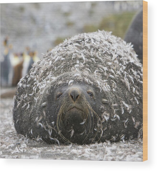 00345984 Wood Print featuring the photograph Antarctic Fur Seal With Penguin Feathers by 