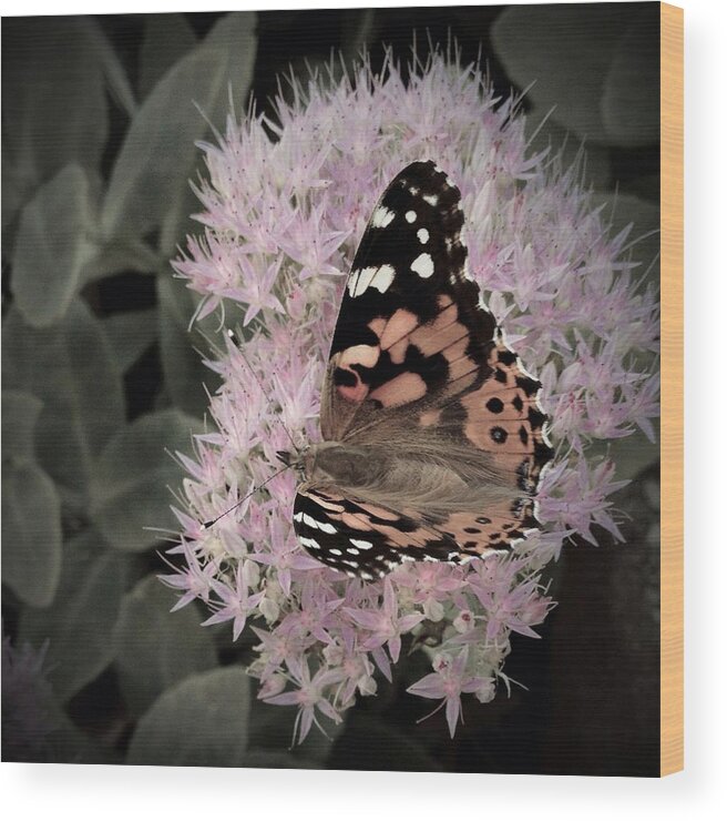 Monarch Butterfly Wood Print featuring the photograph Antique Monarch by Photographic Arts And Design Studio