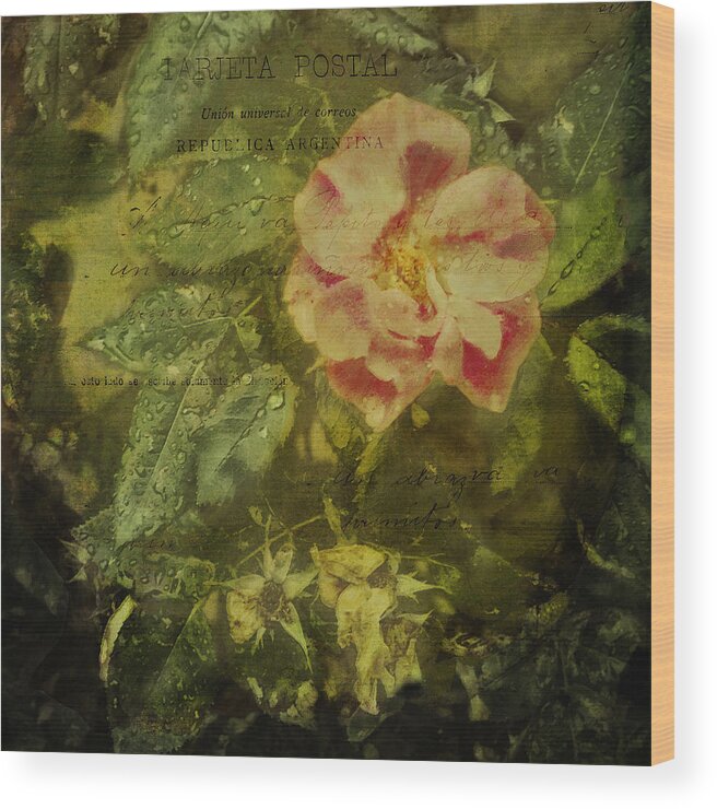 Rain Wood Print featuring the photograph Vintage Rose and Raindrops by Marianne Campolongo