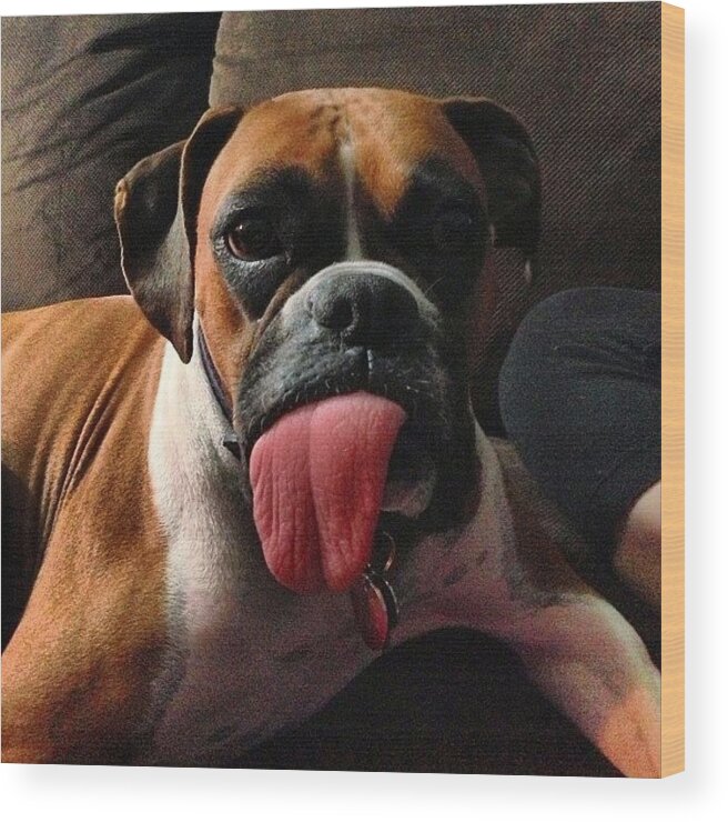 Boxerfam Wood Print featuring the photograph Anybody Care For A Piece Of Ham? 😜 by Susan Scott 