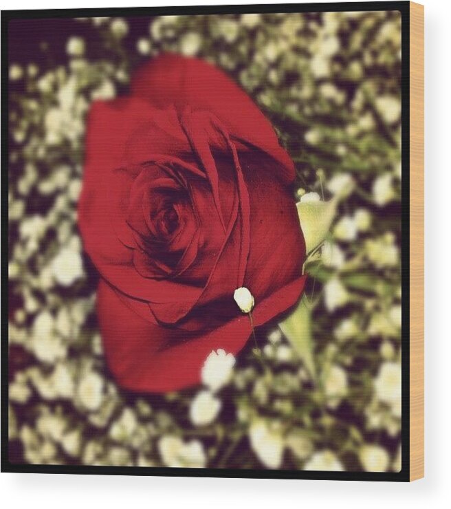 Rose Wood Print featuring the photograph Anyone Remember #love? It's Like by Meg McG