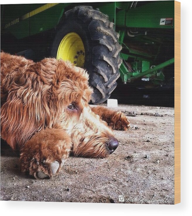 Weeklyfluff Wood Print featuring the photograph Apparently Farm Life Is Very Tiring by Dublyn Slobodnik