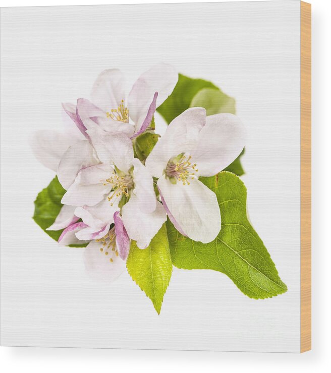 Apple Blossoms Wood Print featuring the photograph Apple blossom by Elena Elisseeva