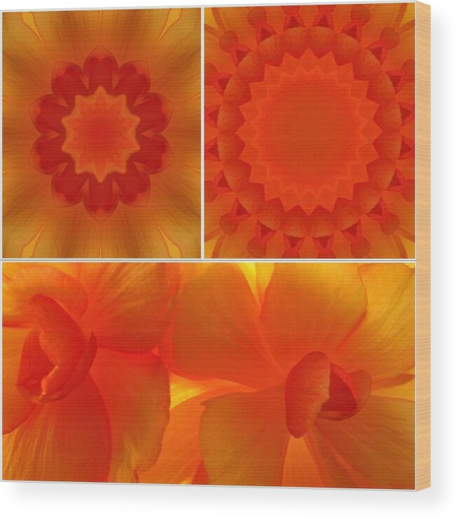 Flowers Wood Print featuring the photograph Apricot by Tom Druin