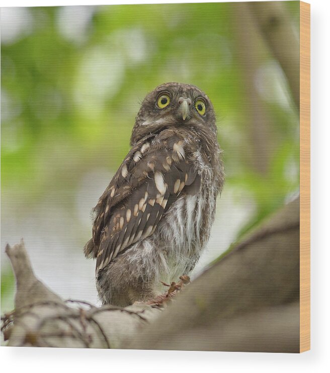 Owlet Wood Print featuring the photograph Asian Barred Owlet by Boti