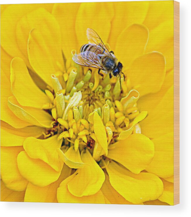 Insects Wood Print featuring the photograph Attracted to Yellow by AJ Schibig
