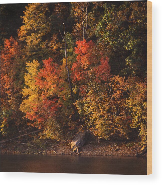 Fall Foliage Wood Print featuring the photograph Autumn in the Ozarks by Greg Kopriva