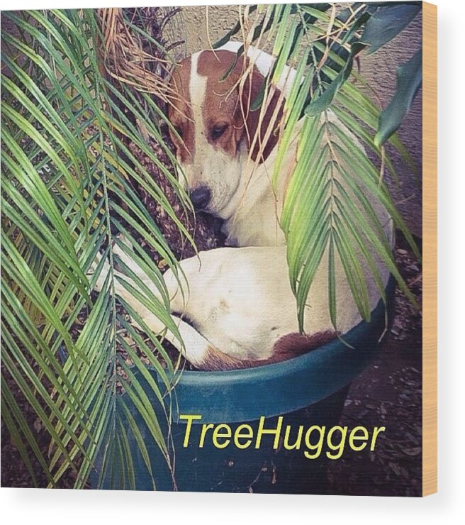 Petstagram Wood Print featuring the photograph Baby Is Very Environment Conscious! by Jim Neeley