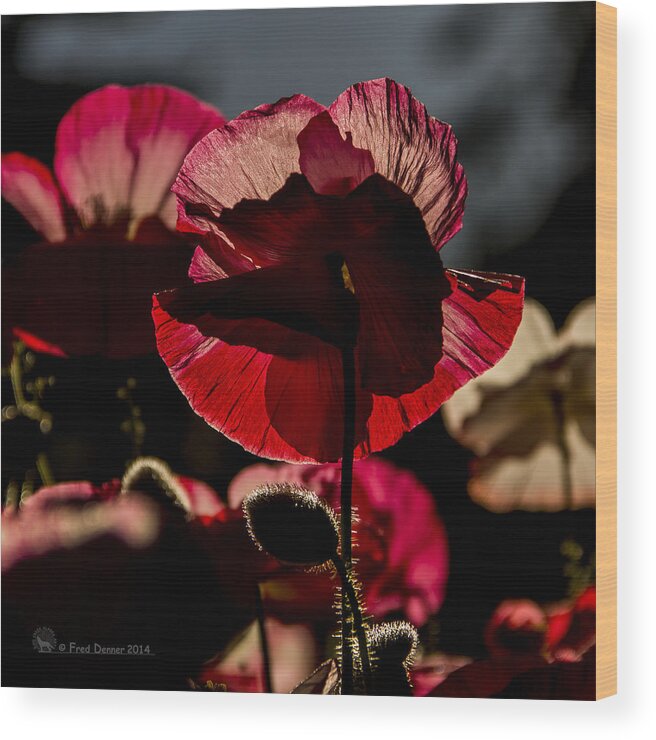 Poppy Wood Print featuring the photograph Backlit Poppy #2 by Fred Denner