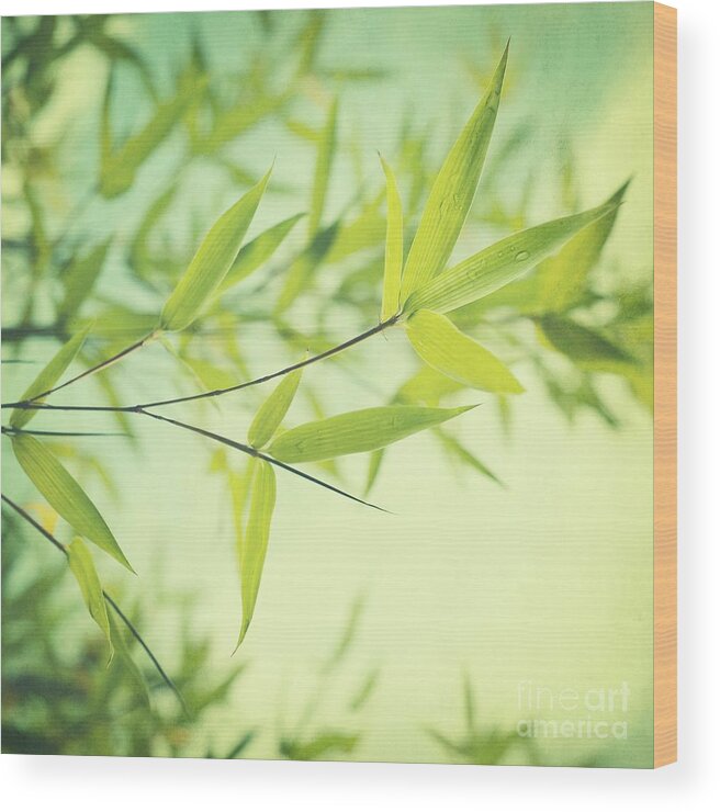 Bamboo Wood Print featuring the photograph Bamboo In The Sun by Priska Wettstein