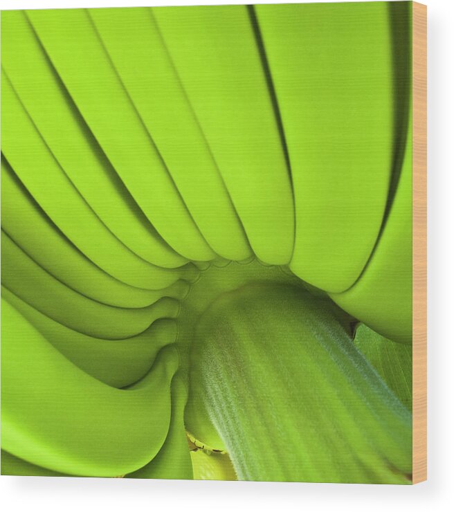 Nature Wood Print featuring the photograph Banana Bunch by Heiko Koehrer-Wagner