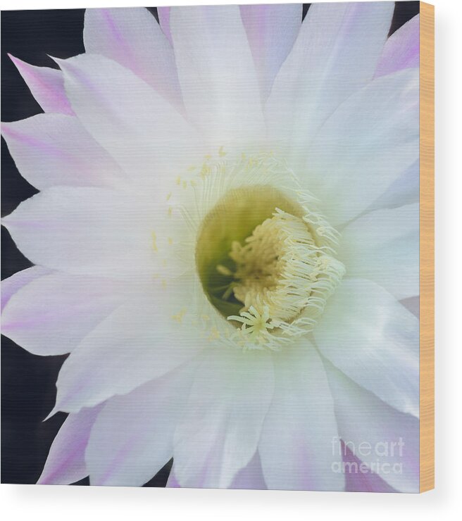 Pink Cactus Flower Wood Print featuring the photograph Barely Pink II by Tamara Becker