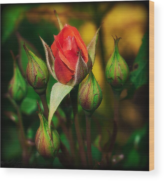 Rose Wood Print featuring the photograph Basic Rosebud by B Cash