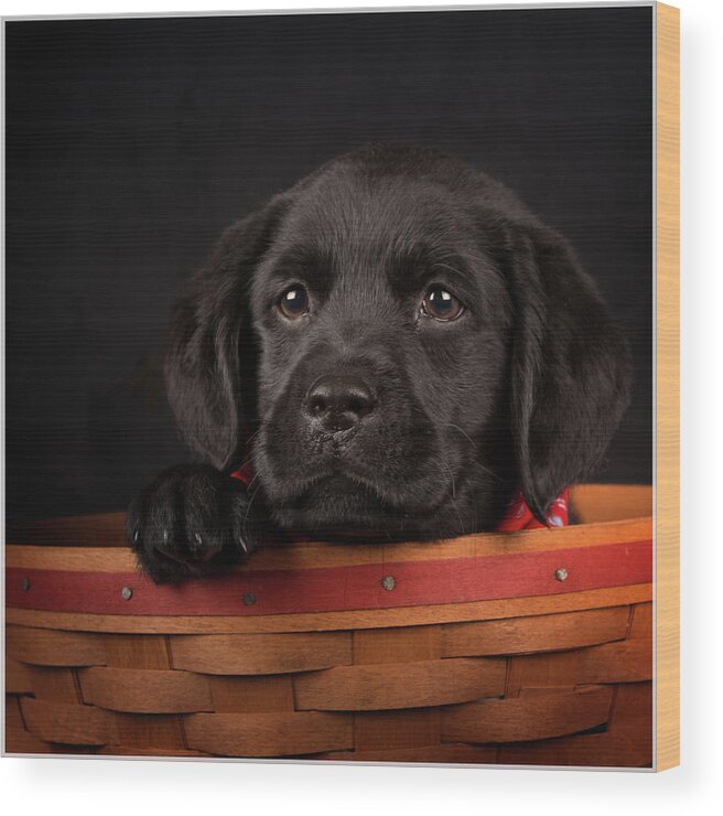 Pets Wood Print featuring the photograph Basket Of Trouble by Betty Wiley