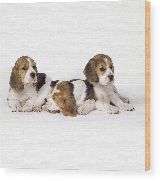 Beagle Wood Print featuring the photograph Beagle Puppies, Row Of Three, Second by John Daniels