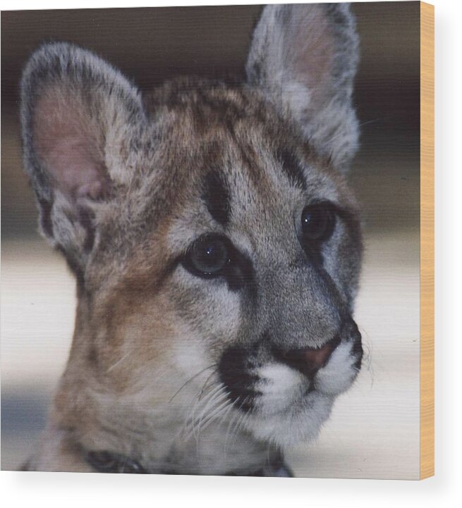 Cougar Cub Wood Print featuring the photograph Beautiful Face-Cougar Cub by Myrna Walsh