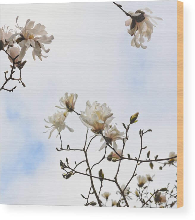 Star Magnolia Wood Print featuring the photograph Beautiful magnolia stellata star magnolia tree by Marianne Campolongo
