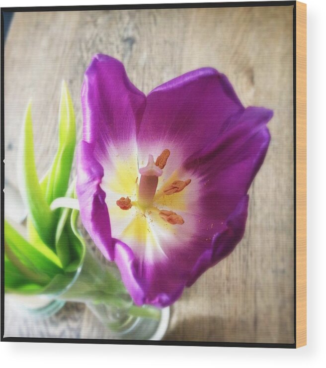 Flower Wood Print featuring the photograph Beautiful purple flower from above by Matthias Hauser