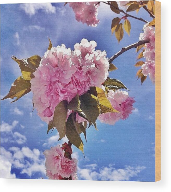Afterlight Wood Print featuring the photograph Beautiful Springtime by Cristi Bastian