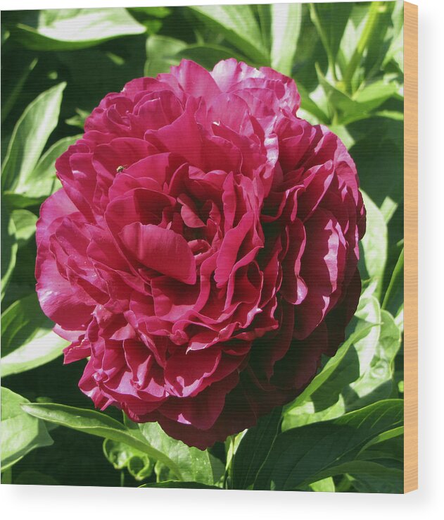 Nature Wood Print featuring the photograph Flowering Beauty by Bob Slitzan