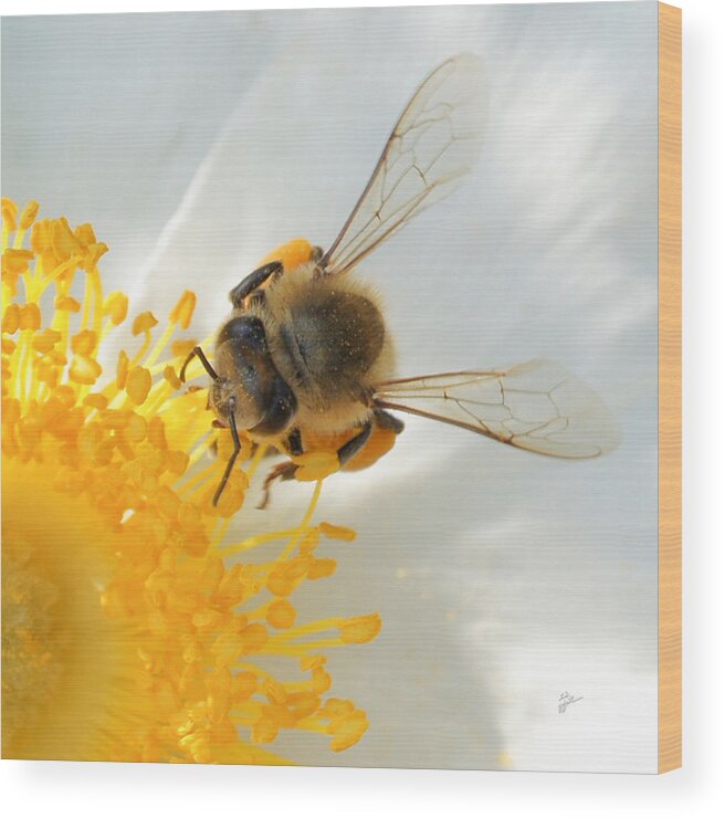 Bee Wood Print featuring the photograph Bee-U-tiful Squared by TK Goforth