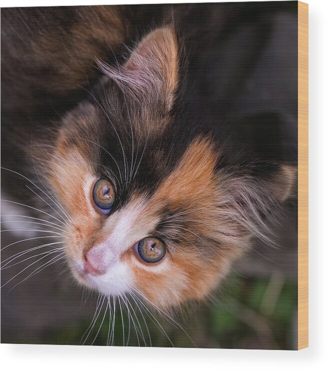 Cat Wood Print featuring the photograph Cute Kitty by Jurgen Lorenzen