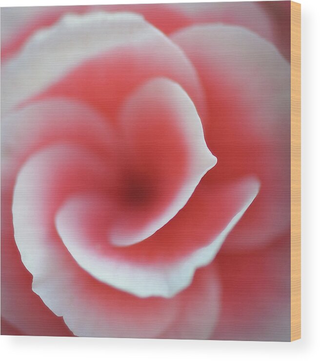 Macro Wood Print featuring the photograph Begonia by Lotte Gr??nkj??r