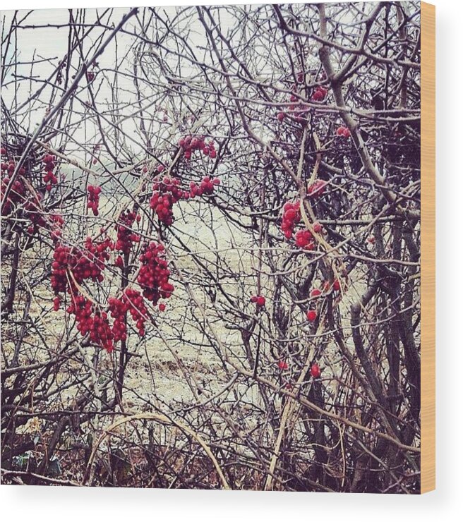 Hedge Wood Print featuring the photograph Berries In The Hedgerow by Nic Squirrell