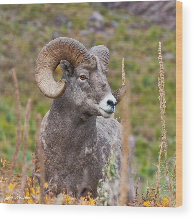 Animal Wood Print featuring the photograph Bighorn Ram by Jeff Goulden