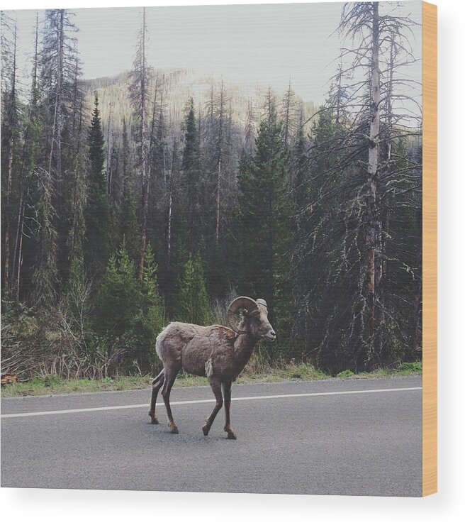 Animal Themes Wood Print featuring the photograph Bighorn Sheep Crossing by Kevin Russ