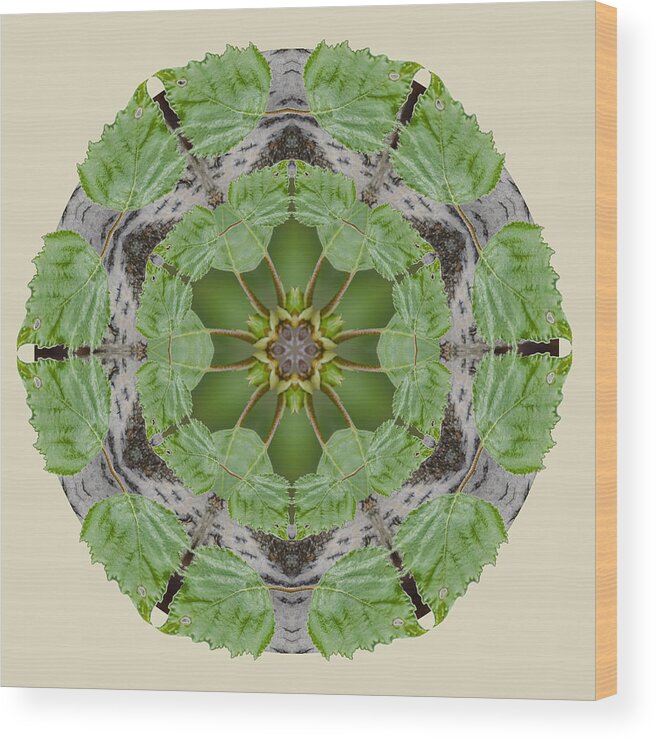 Birch Tree Wood Print featuring the photograph Birch Tree Mandala by Beth Sawickie