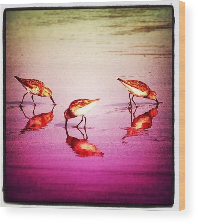 Beautiful Wood Print featuring the photograph #bird #birds #beach #summer #sunset by Jill Battaglia