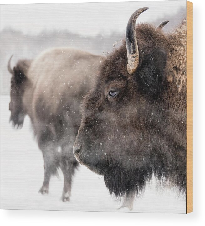 Horned Wood Print featuring the photograph Bison In Winter by Photo By Marianna Armata