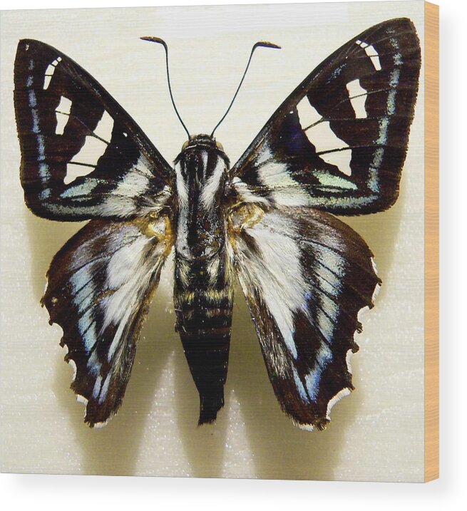 Butterfly Wood Print featuring the photograph Black and White Moth by Rosalie Scanlon