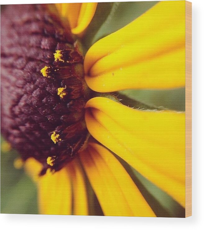  Wood Print featuring the photograph Black-eyed Susan by Midlyfemama Kosboth