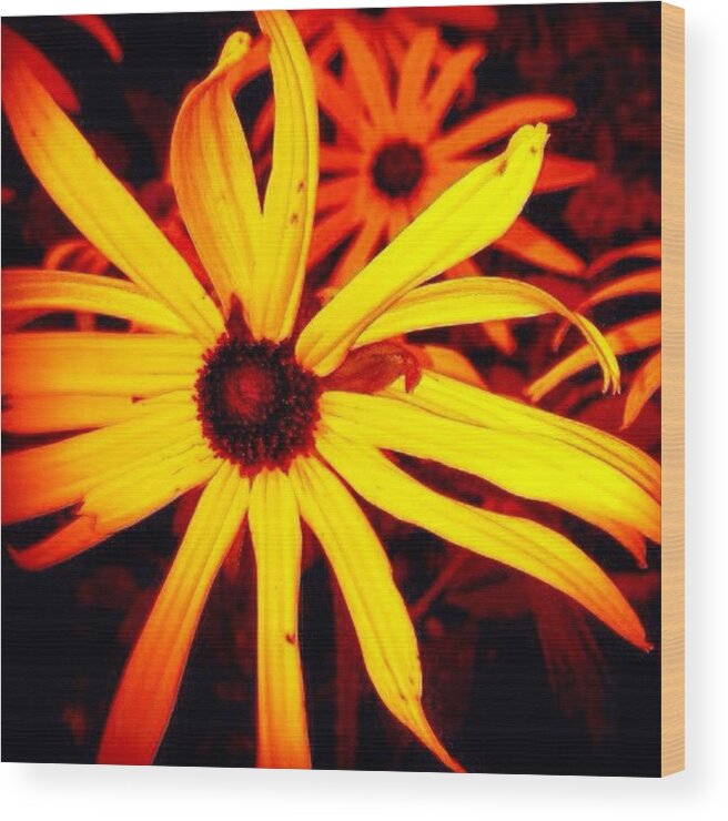 Beautiful Wood Print featuring the photograph Black Eyed Susan Flower by Cristina Stefan