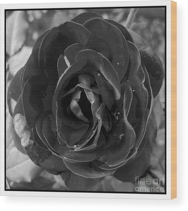 Awakened Wood Print featuring the photograph Black Rose by Nina Ficur Feenan