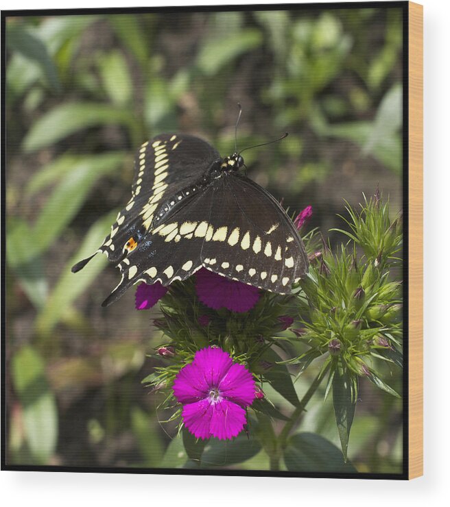 Papilio Polyxenes Wood Print featuring the photograph Black Swallowtail by Hermes Fine Art