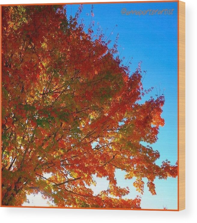 Orange Wood Print featuring the photograph Blazing Orange Maple Tree by Anna Porter