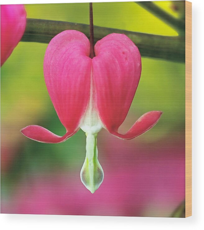 Bleeding Heart Wood Print featuring the photograph Bleeding Heart by Rona Black