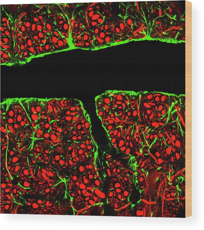 Nerve Cell Wood Print featuring the photograph Blood-brain Barrier by C.j.guerin, Phd, Mrc Toxicology Unit/ Science Photo Library