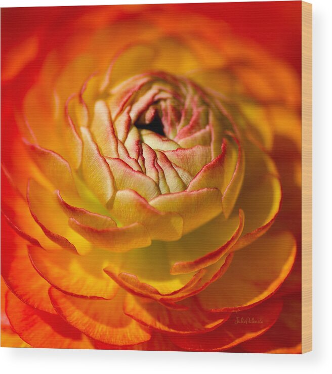 Photography Wood Print featuring the photograph Bloomingdale Tangerine Buttercup by Julie Palencia
