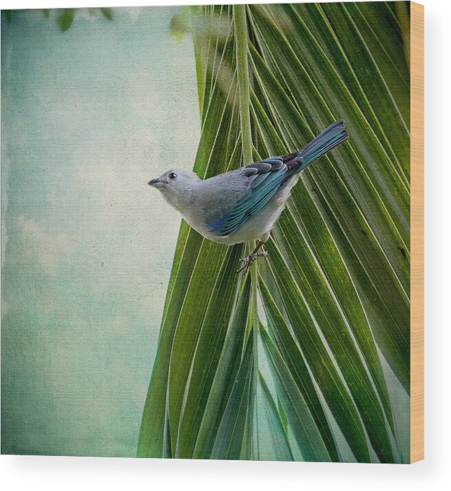 Tanagers Wood Print featuring the photograph Blue Grey Tanager on a Palm Tree by Peggy Collins