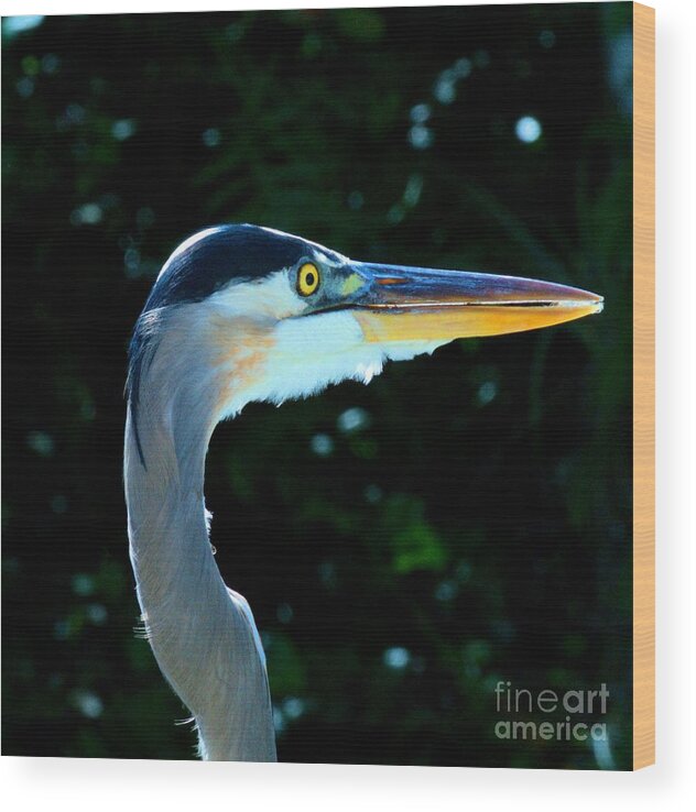 Blue Heron Wood Print featuring the photograph Blue Heron Stare by David Call