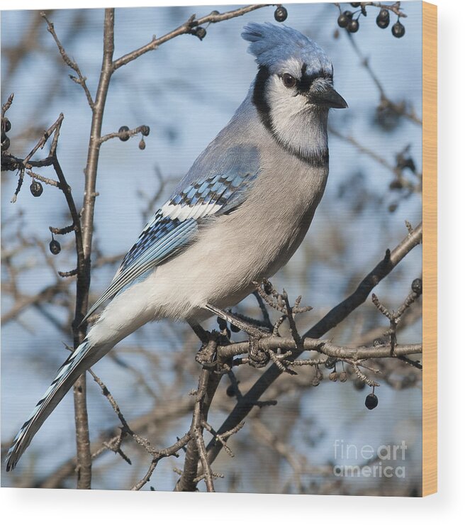 Festblues Wood Print featuring the photograph Blue Jay.. by Nina Stavlund