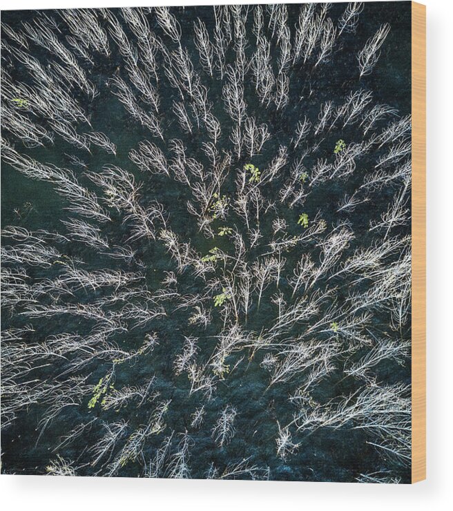 Aerial Wood Print featuring the photograph Blue Mangrove by Zhou Chengzhou