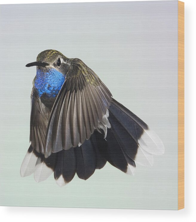 Blue Wood Print featuring the photograph Blue Throated Hummingbird by Gregory Scott